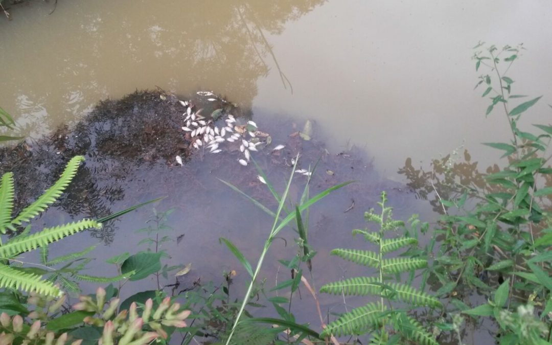 MG: Peixes aparecem mortos em rio contaminado por barragem da Anglo American